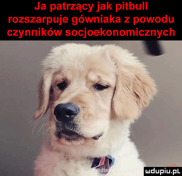 ja patrzący jak pitbull rozszarpuje górniaka z powodu czynników socjoekonomicznych ludu iu. l