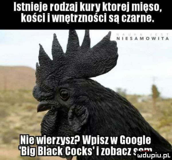 istniie rodzai kury kłoni mięso. kosci iwnetrznosci są czarne. y i y k iiija wiorzvsz wujsz w google a blnglaﬂg cocks lohauz sag mm