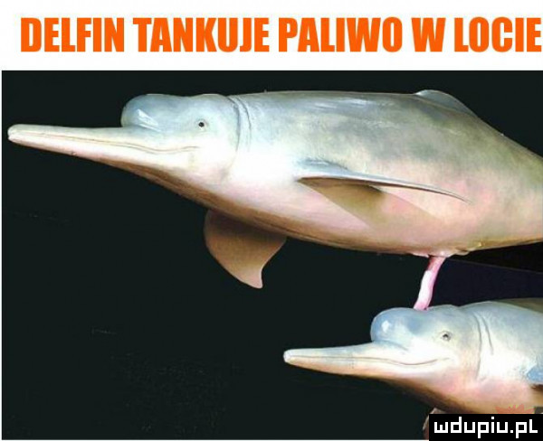 ilelfin tankllle paliwl w lﬂﬂie