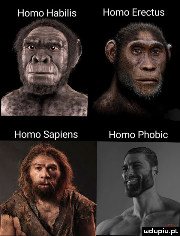 homqwtłabilis homo erectus wa
