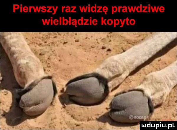 piensty raz widzę prawdziwe wielbłądzie kopyto
