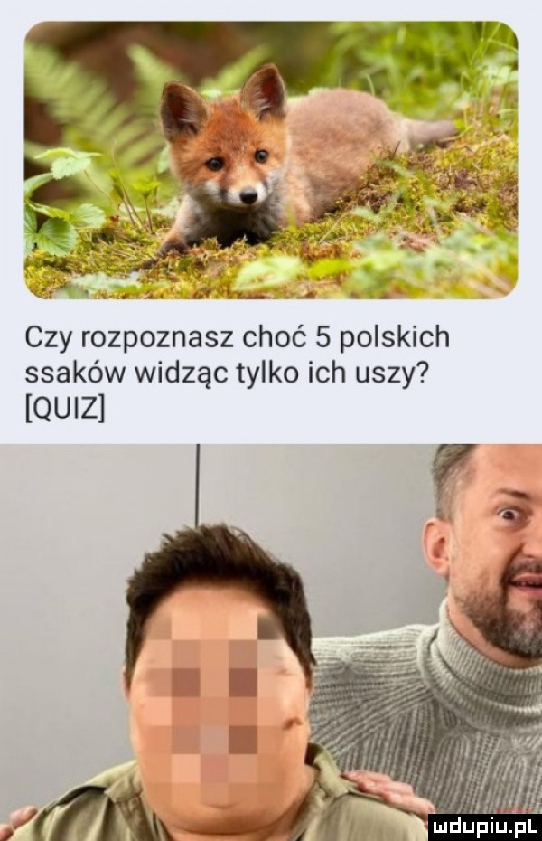 czy rozpoznasz choć   polskich ssaków widząc tylko ich uszy quiz