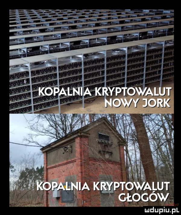 ia k ptovśalut w m głogów um ludupiu. pl
