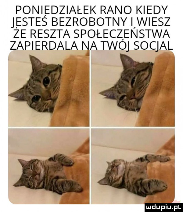 poniedziałek rano kiedy jestes bezrobotny iiwiesz ze reszta społeczeństwa zapierdala nia twoj socjal