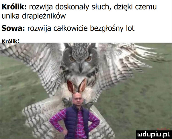 królik rozwija doskonały słuch dzięki czemu unika drapieżników sowa rozwija całkowicie bezgłośny lot