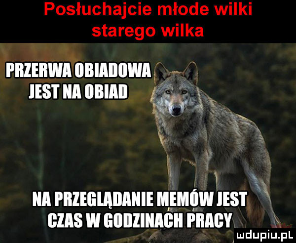 posłuchajcie młode wilki starego wilka i iileilwa iibiaiiiiwa x ihs i ica iibiaii wa x r s un i llleiilailaiiie mgmuwusr ems w lillllllllllcll pracy mdupiu pl