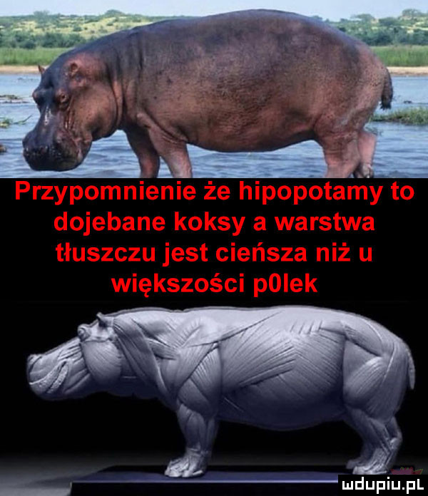 mdupiupl