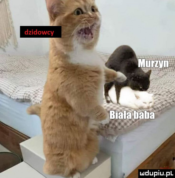 dzidowcv