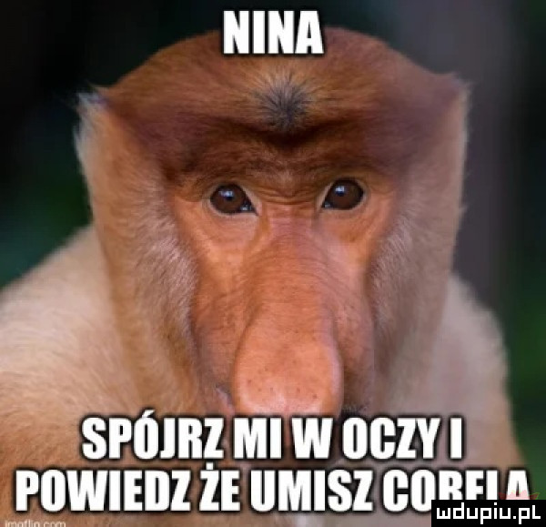 srńlnzmwocm. mmm ie llmlsl cunrln ludupiu. pl