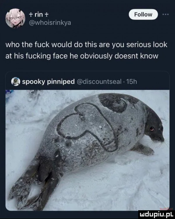 whmsrinkya who tee funk would do tais are y-u serious look at his fucking face he obviously doesnt know q spooky pinniped discountseal   h