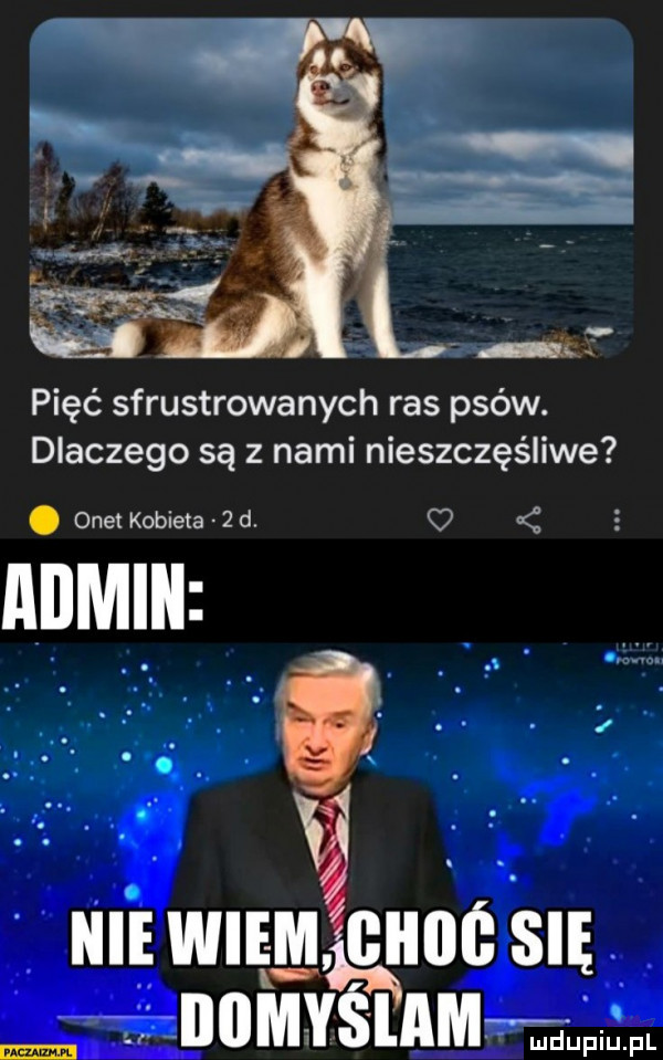 pięć sfrustrowanych ras psów. dlaczego są z nami nieszczęśliwe. onet kobieta   d. o icie wie m  ilii s mi my ślam ię
