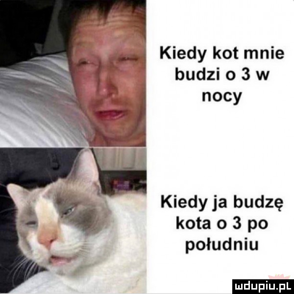 kiedy kot mnie budzi o   w nocy kiedyja budzę kota o   po południu ludu iu. l
