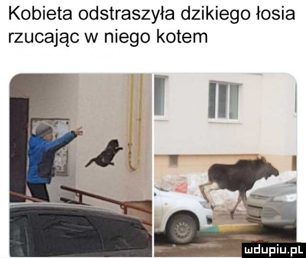 kobieta odstraszyła dzikiego łosia rzucając w niego kotem