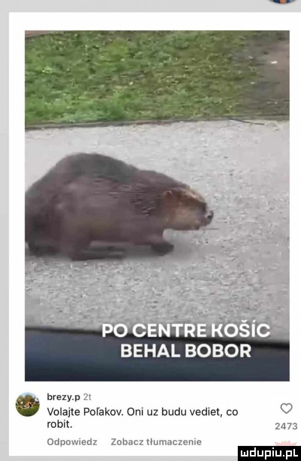 behal bohor brezy p voiajte pol akov. oni uz badu vediet co rokit      odpowiedz zobacz humaczmuc