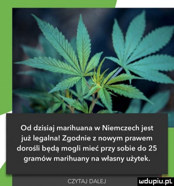 od dzisiaj marihuana w niemczech jest już legalna zgodnie z nowym prawem dorośli będą mogli mieć przy sobie do    gramów marihuany na własny użytek. czytaj dalej mdupiupl