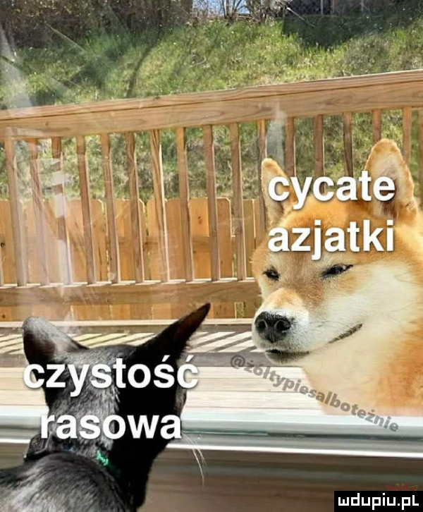Obrazek