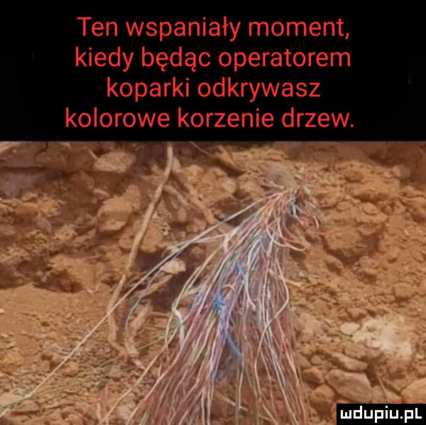 ten wspaniały moment kiedy będąc operatorem koparki odkrywasz kolorowe korzenie drzew