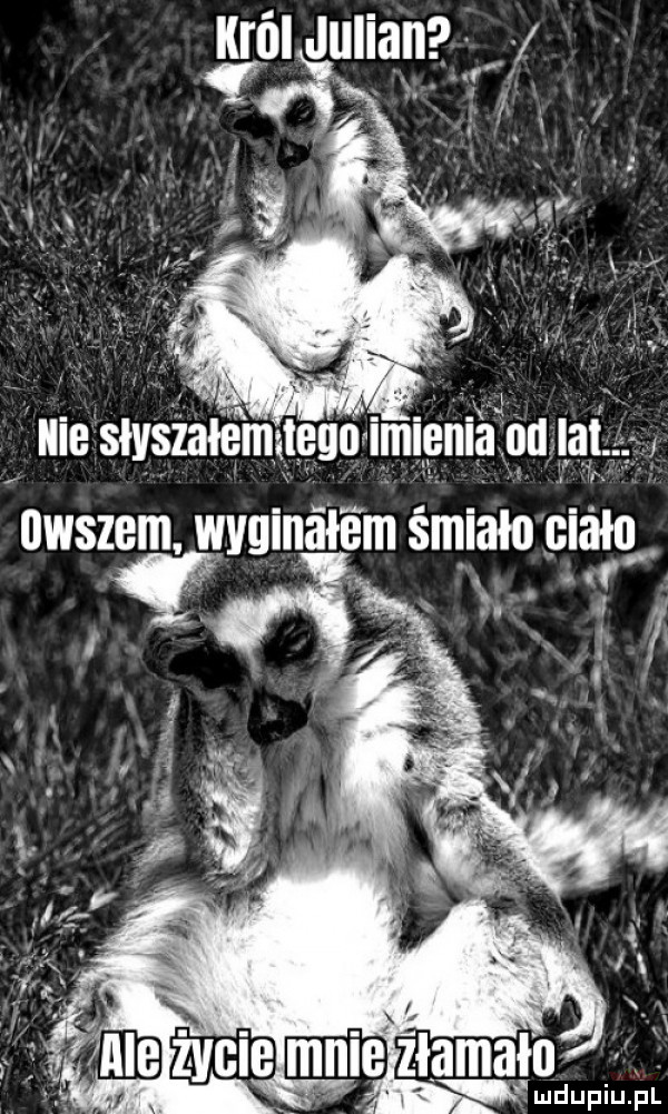 hi u lu liu. pl