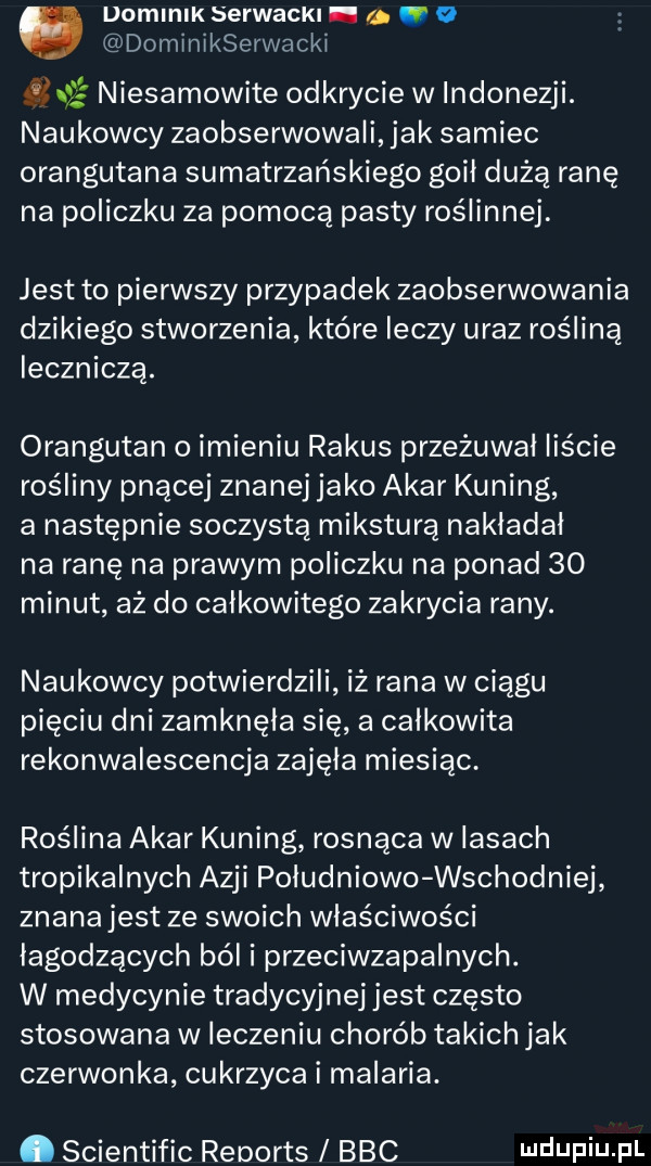 domlnlk serwackl. r.   dominlkserwacki     niesamowite odkrycie w indonezji. naukowcy zaobserwowali jak samiec orangutana sumatrzańskiego goił dużą ranę na policzku za pomocą pasty roślinnej. jest to pierwszy przypadek zaobserwowania dzikiego stworzenia które leczy uraz rośliną leczniczą. orangutan o imieniu rakus przeżuwal liście rośliny pnącej znanej jako akar kuning a następnie soczystą miksturą nakladal na ranę na prawym policzku na ponad    minut aż do całkowitego zakrycia rany. naukowcy potwierdzili iż rana w ciągu pięciu dni zamknęła się a calkowita rekonwalescencja zajęła miesiąc. roślina akar kuning rosnąca w lasach tropikalnych azji południowo wschodniej znana jest ze swoich właściwości łagodzących ból i przeciwzapalnych. w medycynie tradycyjnej jest często stosowana w leczeniu chorób takich jak czerwonka cukrzyca i malaria. abakankami scientific reports bbc ludwin fl