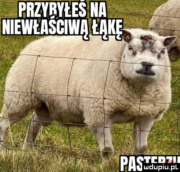 rnzvnvuś un miwmśclwq ulu if af