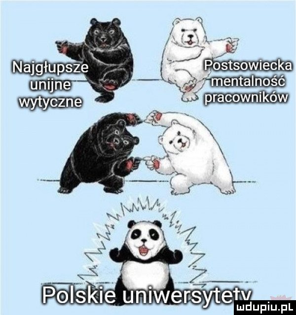 polskie uniwersytemupmfl
