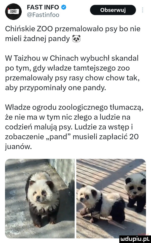 fastinfoo serpul chińskie zoo przemalowało psy bo nie mieli żadnej pandy w taizhou w chinach wybuchł skandal po tym gdy władze tamtejszego zoo przemalowały psy rasy chow chow tak aby przypominały one pandy. wladze ogrodu zoologicznego tłumaczą że nie ma w tym nic złego a ludzie na codzień malują psy. ludzie za wstęp i zobaczenie pand musieli zapłacić    juanów