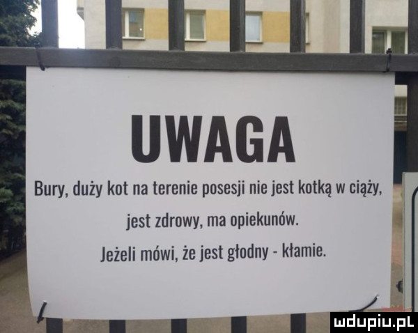 uwaga bury duży kot na terenie posesji niejest kotką w ciąży jest zdrowy. ma opiekunów.   jeżeli mówi że jest gjudny kłamie