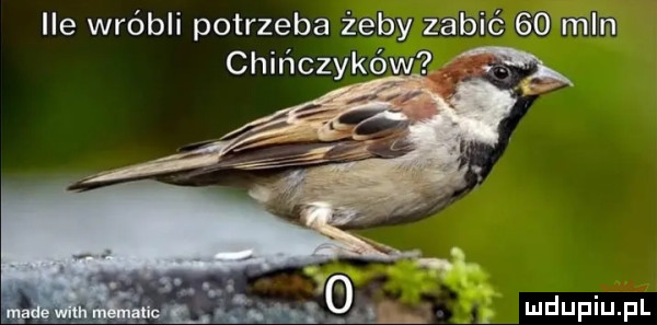 ile wróbli potrzeba żeby zabić    mel n chińczyków