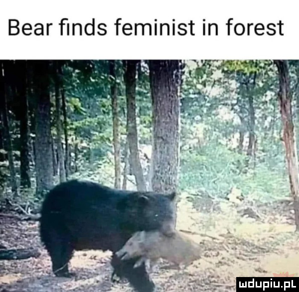 bear ﬁnds feminist in forest