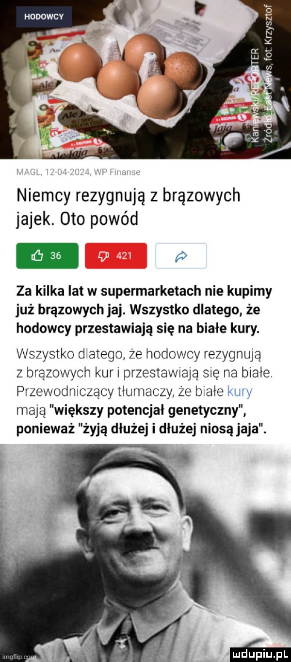 niemcy rezygnują z brązowych jajek. oto powód za kilka lat w supermarketach nie kupimy już brązowych jaj. wszystko dlatego że hodowcy przestawiają się na białe kury. wszystko diarego ze hodowcy rezygnują z brązowych kur i przestawiają się na białe przewodniczący tłumaczy ze białe kury mają większy potencjał genetyczny ponieważ żyją dłużej i dłużej niosą jaja