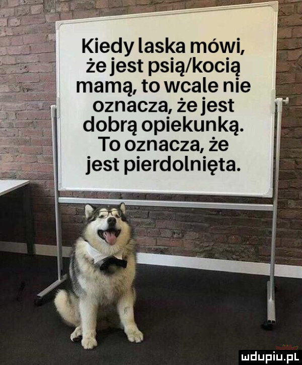 kiedy laska mówi że jest psią kocią mama to wcale nie oznacza że jest dobrą opiekunką. to oznacza że jest pierdolnięta