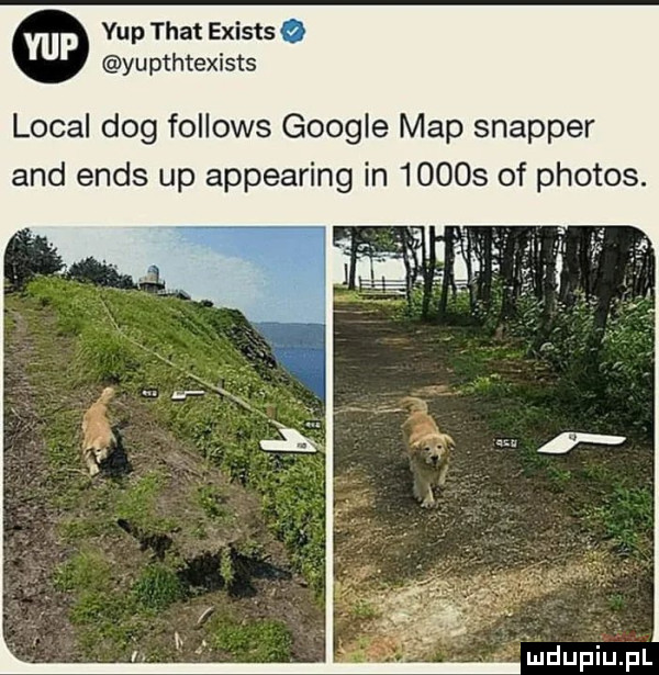 vip trat exists q yupthtexists lokal dog fellows google map snajper and eads up appearing in       of phobos. uldupillel