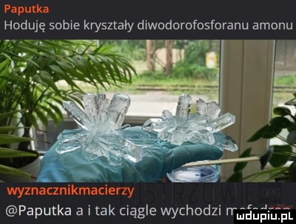 hoduję sobie kryształy diwodorofosforanu amonu paputka a imak ciągle wychodzi jśgeeęl