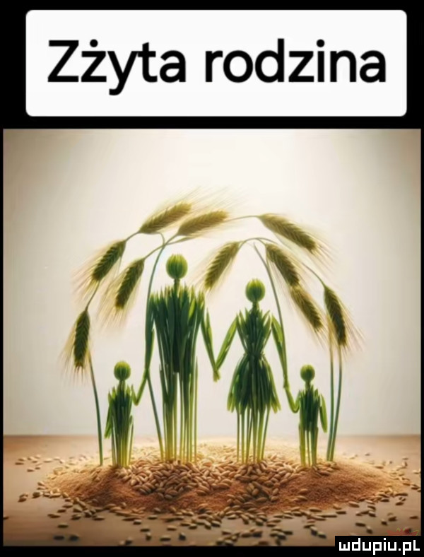 a m z d o r m z