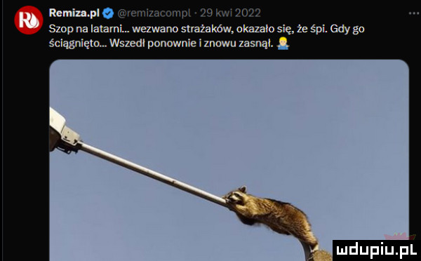 kbk pl my. szop na latarni. hwang strażaków. okazało s że śpi. gdy go śclągnlęto. wszedł ponownie i znowu usnął