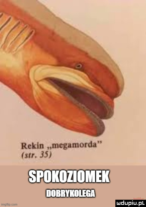 rekin emma sn.    iiiiiiiiykiilega