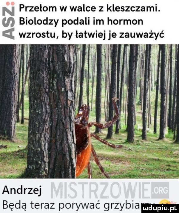 n przełom w walce z kleszczami. u biolodzy podali im hormon wzrostu b litwie e zauważyć y h andrzej będą teraz porywać grzybka pmfl