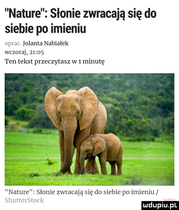 nature słonie zwracają się do siebie po imieniu oprac. jolanta nabiałek wczoraj       ten tekst przeczytasz w   minutę nature słonie zwracają się do sleble po imremu shuncrsmck