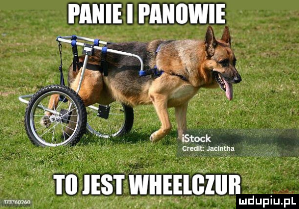 pabie i paiaiimie