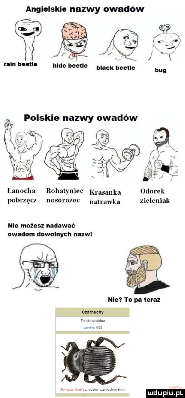 angielskie nazwy owadów i a we black beetle é polskie nazwy owadów łanocha rohatyniec krajanka lerek pobuęu nusomżec nan akka zieleniak neo maż sz nadawać owadom dowolnych nazw nin to po lora yenemmnmuea aw czamucnmraww