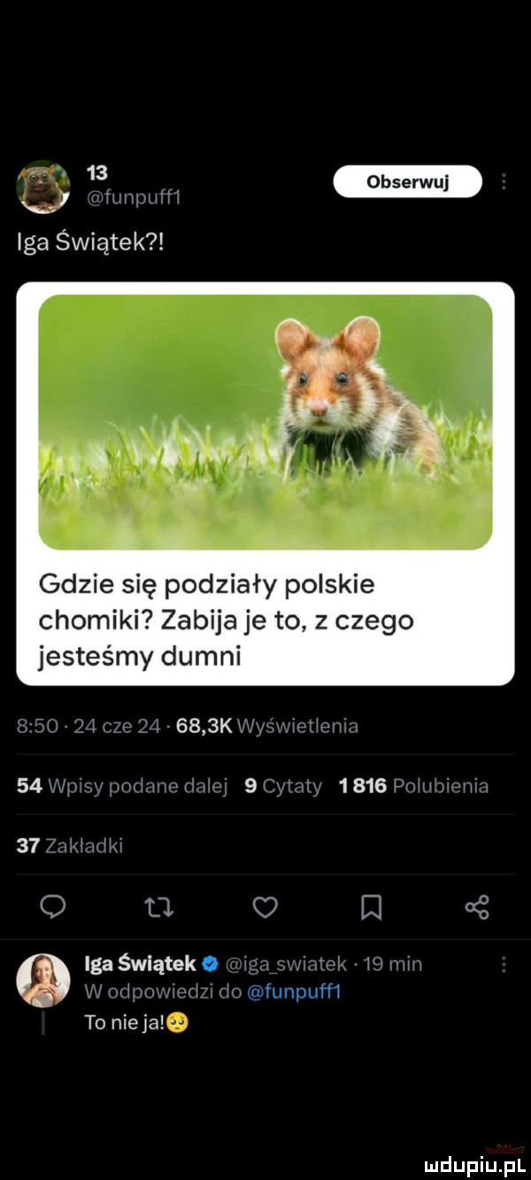 iga świątek gdzie się podziały polskie chomiki zabija je to z czego jesteśmy dumni    mm i i   t     r wa        . o o c e   igaśwląteko m     htﬂfunpufﬂ to ninja