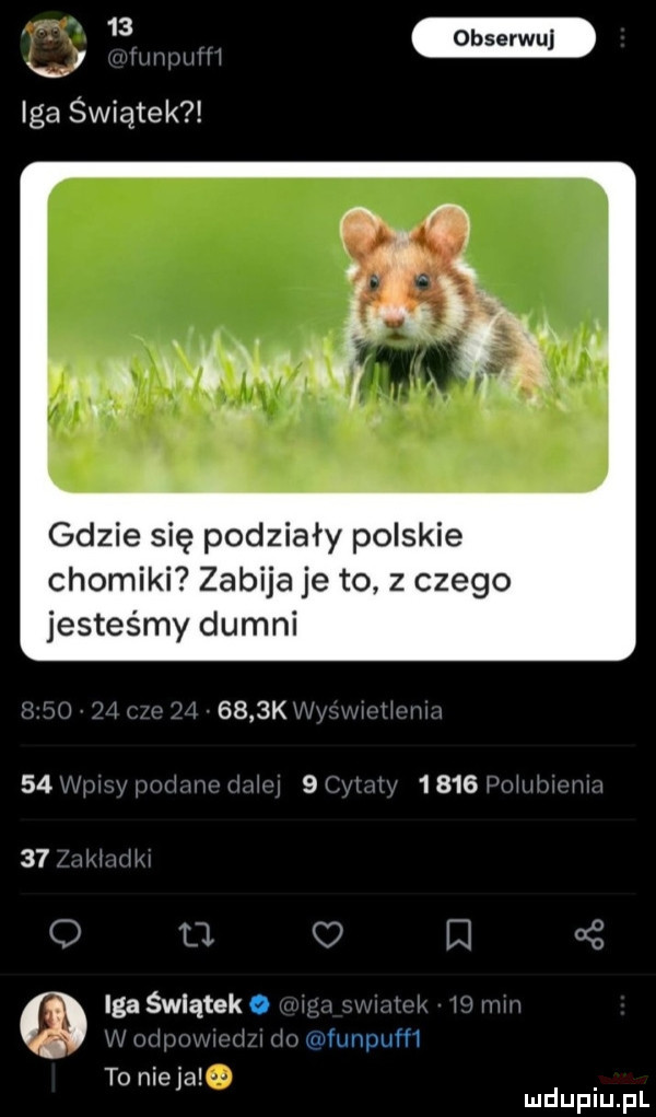 iga świątek gdzie się podziały polskie chomiki zabija je to z czego jesteśmy dumni     k              f t   c i ii iga świątek o é tunpufii to nicie mduplu pl