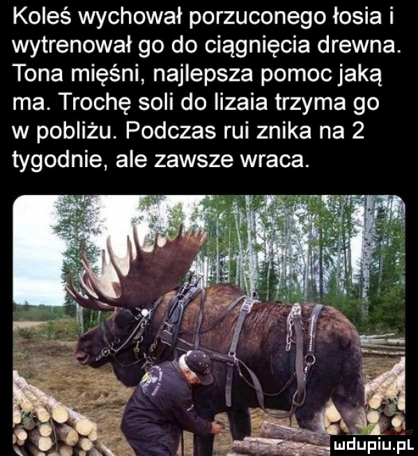 koleś wychował porzuconego łosia i wytrenował go do ciągnięcia drewna. tona mięśni najlepsza pomoc jaką ma. trochę soli do iizaia trzyma go w pobliżu. podczas rui znika na   tygodnie ale zawsze wraca