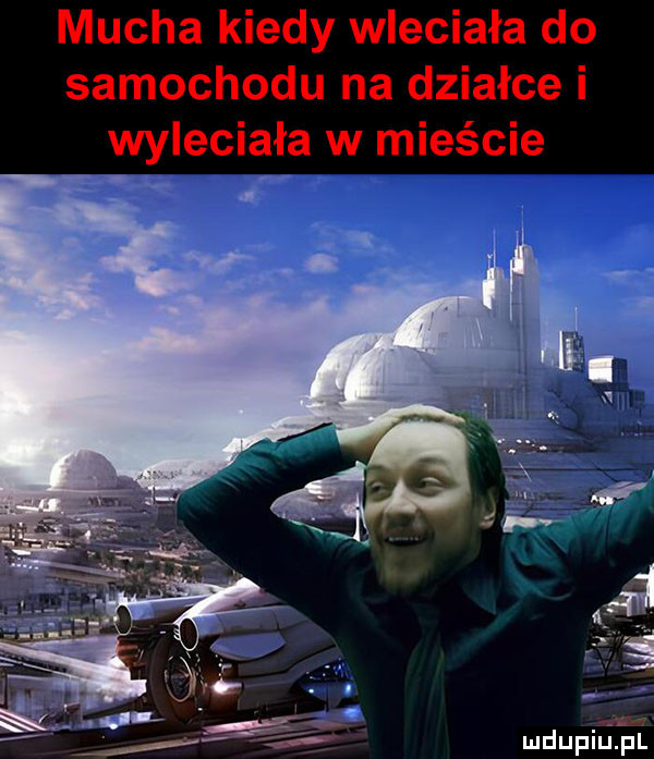 mucha kiedy wleciała do samochodu na działce i wyleciała w mieście