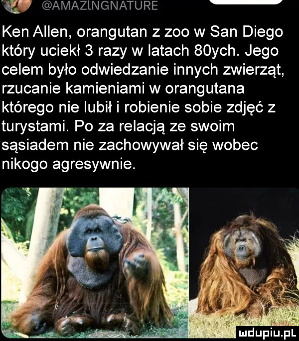 eń amazlngnature ken allen orangutan   zoo w san diego który uciekł   razy w iktach   ych. jego celem było odwiedzanie innych zwierząt rzucanie kamieniami w orangutana którego nie lubił i robienie sobie zdjęć z turystami. po za relacja ze swoim sąsiadem nie zachowywał się wobec nikogo agresywnie