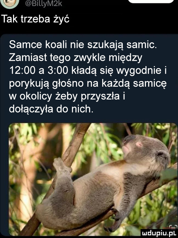 w billym k tak trzeba żyć samce koali nie szukają samic. zamiast tego zwykle między       a      kładą się wygodnie i porykują głośno na każdą samicę w okolicy żeby przyszła i dołączyła do nich