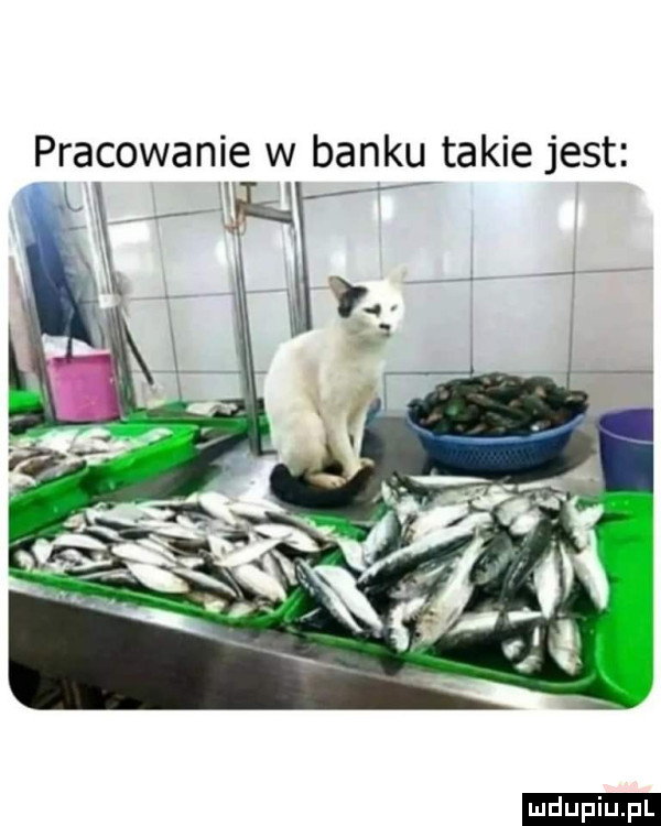 pracowanie w banku takie jest g