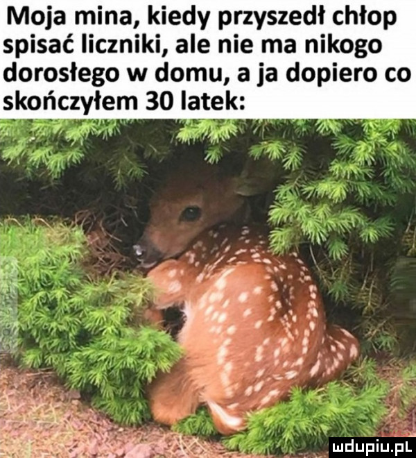 moja mina kiedy przyszedł chłop spisać liczniki ale nie ma nikogo dorosłego w domu a ja dopiero co skończyłem    latek mdupiuplﬂ