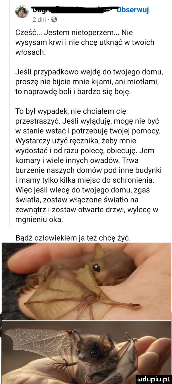 bserwuj zdnr e cześć. jestem nietoperzem. nie wysysam krwi i nie chcę utknąć w twoich włosach. jeśli przypadkowo wejdę do twojego domu proszę nie bijcie mnie kijami ani miotłami to naprawdę boli i bardzo się boję. to był wypadek nie chciałem cię przestraszyć. jeśli wyląduje mogę nie być w stanie wstać i potrzebuję twojej pomocy. wystarczy użyć ręcznika żeby mnie wydostać i od razu polecę obiecuję. jem komary i wiele innych owadów trwa burzenie naszych domów pod inne budynki i mamy tylko kilka miejsc do schronienia. więcjeśli wlecę do twojego domu zgaś światła zostaw włączone światło na zewnątrz i zostaw otwarte drzwi wylecę w mgnieniu oka. bądź człowiekiem ja też chcę żyć