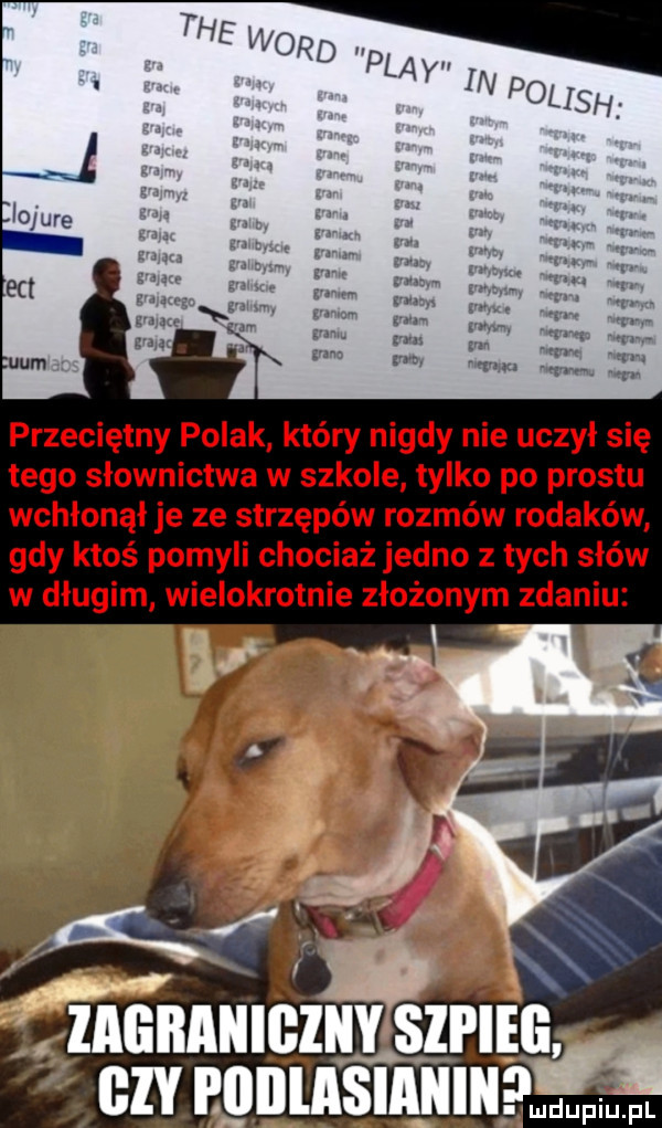 przeciętny polak który nigdy nie uczył się tego słownictwa w szkole tylko po prestu wchłonął je ze strzępów rozmów rodaków gdy ktoś pomyli chociaż jedno z tych słów w długim wielokrotnie złożonym zdaniu ennie sirieii i. g p llllla iaiiiii f l